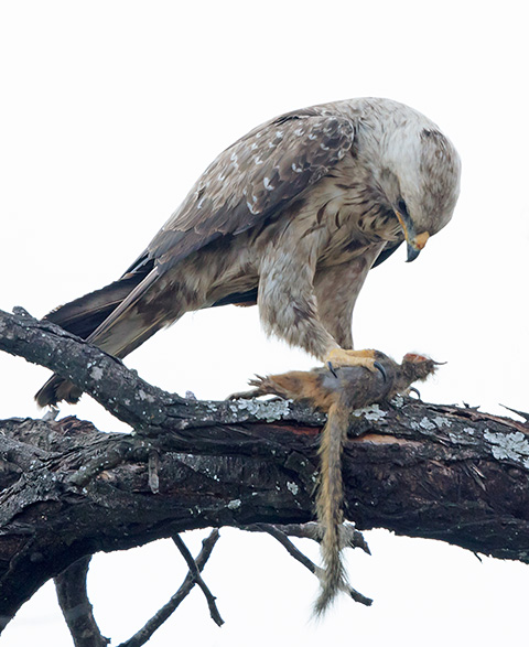 Wahlberg's Eagle